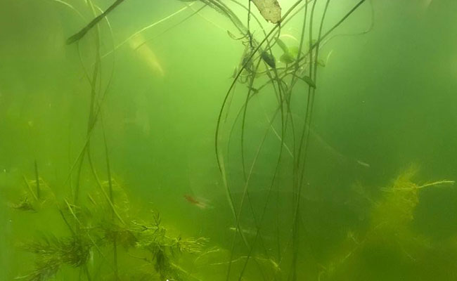 Murky green water inside aquarium