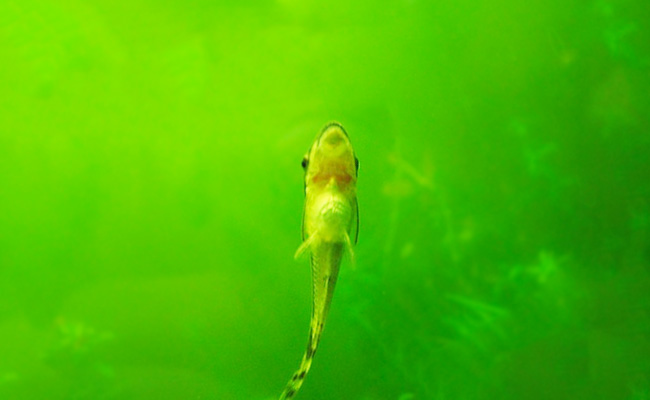 Otto on glass of aquarium with green water from algae bloom