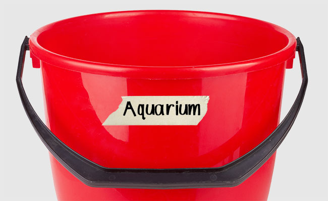 Red bucket with aquarium identification tag