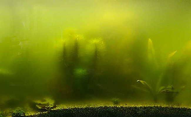 Thick cloudy green-yellow aquarium water