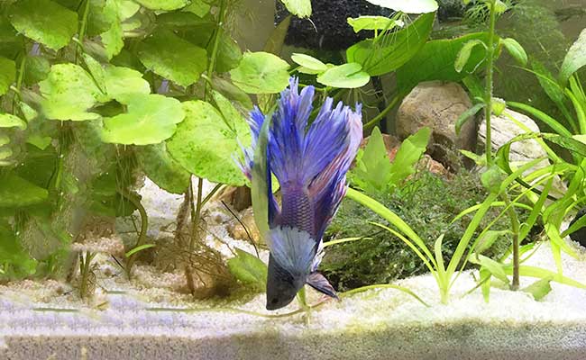 A betta fish sleeping vertically in aquarium