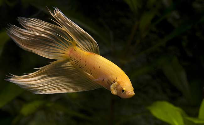 An active male betta splenden swimming around his aquarium