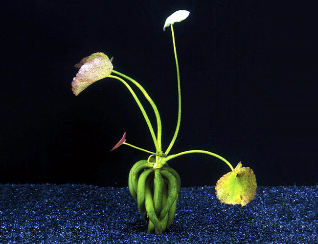 Aquarium banana plant on substrate