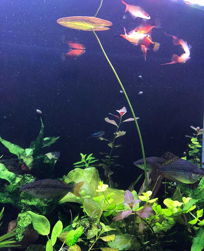 Aquarium banana plant with lily leaf reaching the surface of aquarium