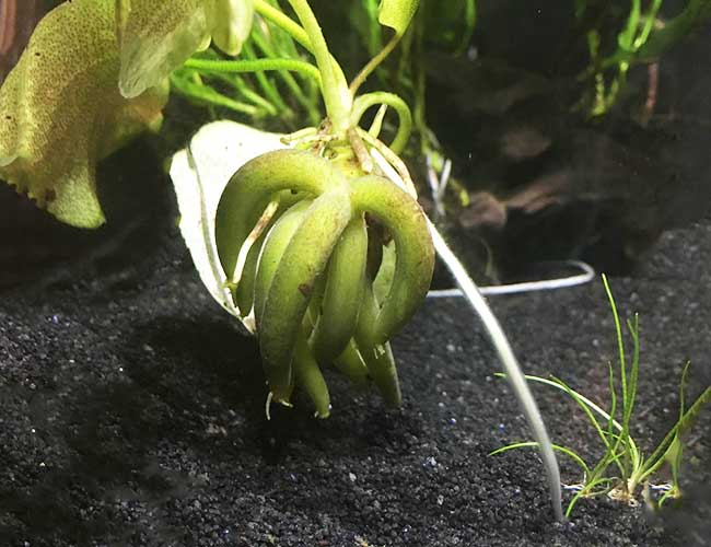 Banana plant being held up by roots at bottom of aquarium