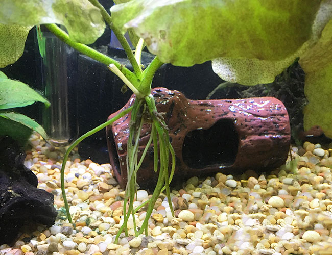 Banana plant without banana-like tubers at bottom of aquarium