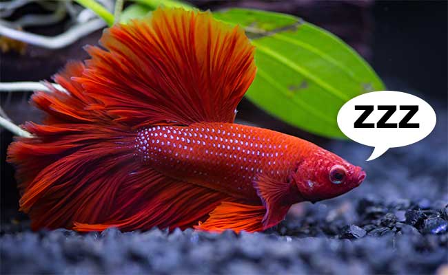 Do Fish Sleep?