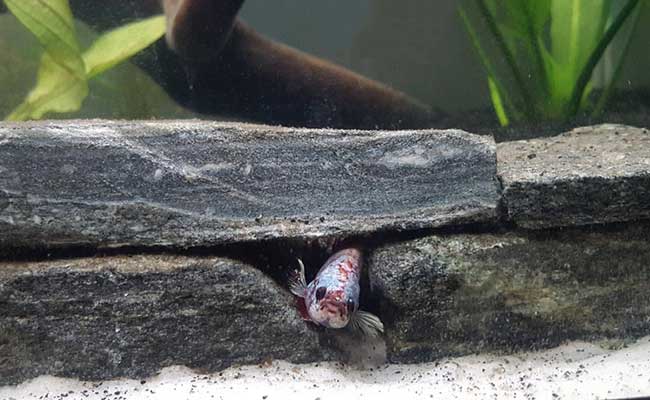 Betta fish sleeping inside wall of rocks