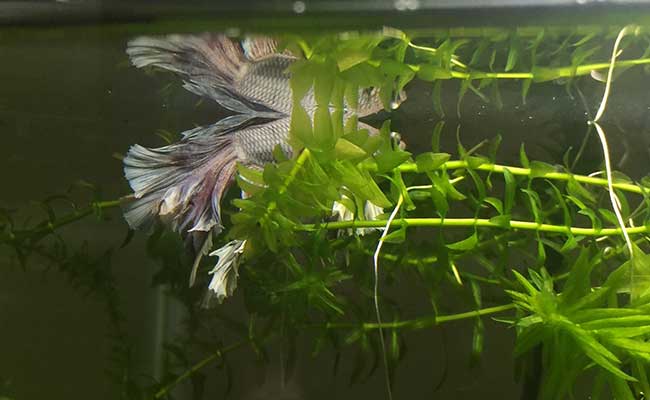 Betta fish sleeping on the leaves of an aquarium plant