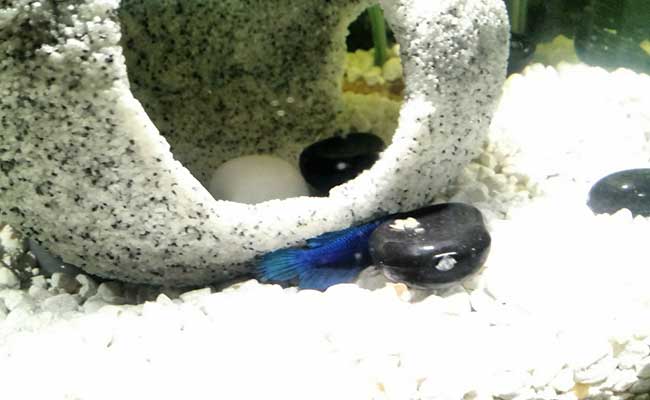 Betta sleeping with head behind a rock