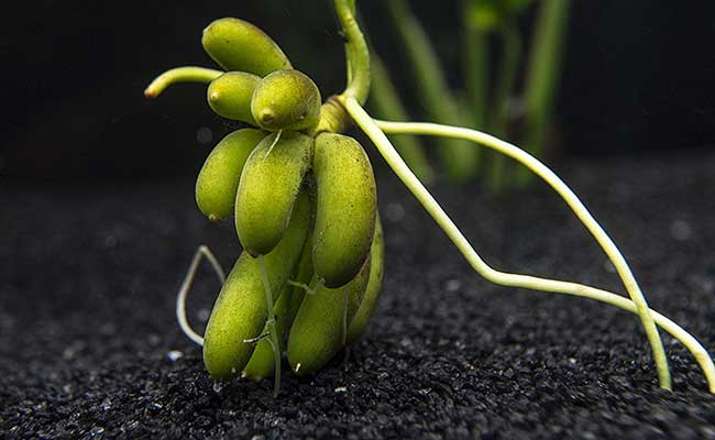 Close-up of aquarium banana plant tubers