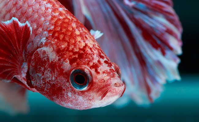 Close-up of a betta fish's mouth and gills