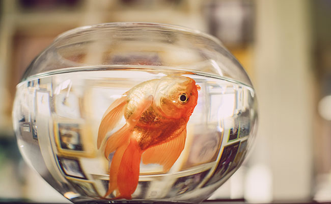 Dead goldfish floating belly up in glass fish bowl