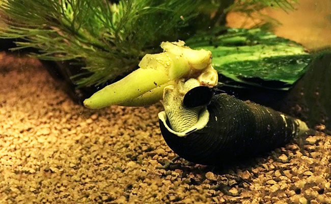 Snail eating aquarium banana plant