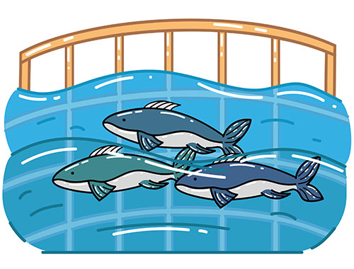 Three salmon swimming in aquaculture fish net