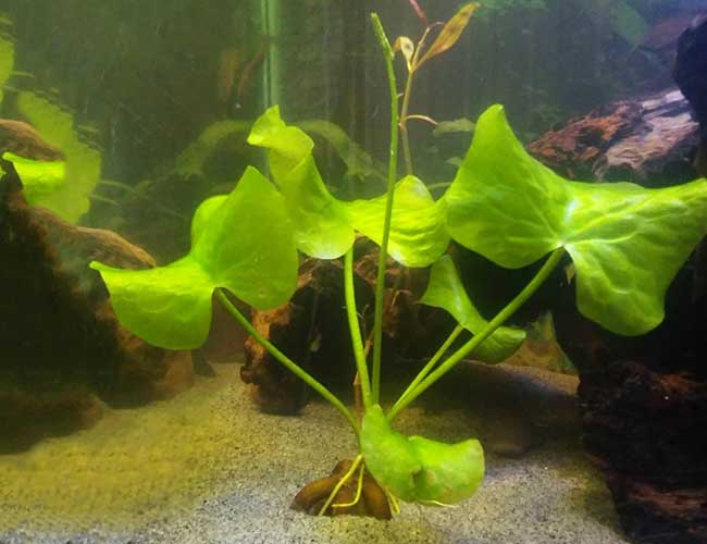 Aquarium banana plant planted in gravel substrate
