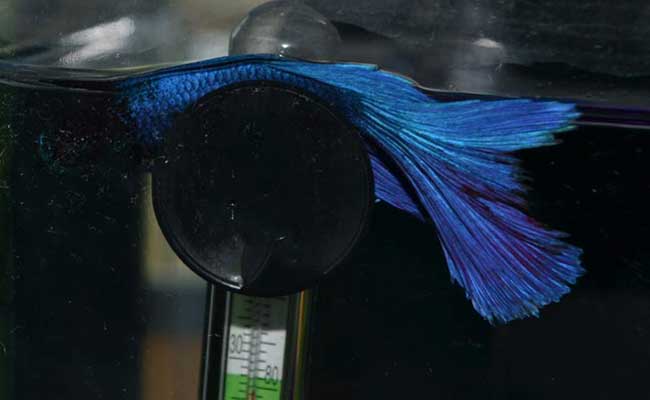 Betta sleeping on top of aquarium thermometer suction cup