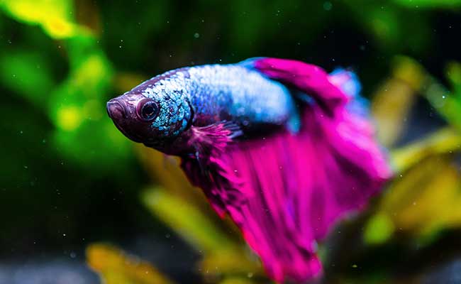 Betta fish sleeping while floating