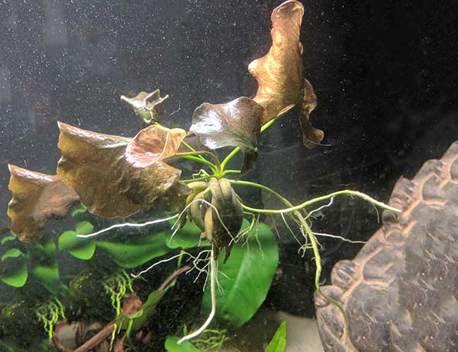 Aquarium banana outlet plant care