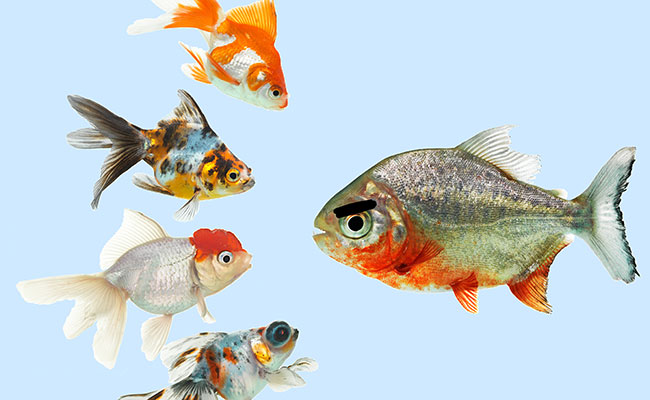 11 Reasons Why Your Fish Keep Dying