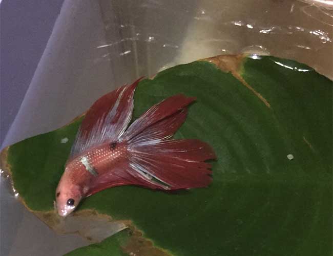 Lazy betta fish sleeping on top of leaf out of water