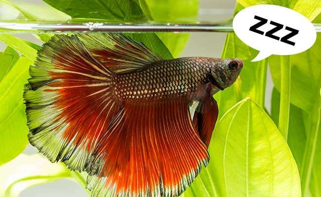 Male betta fish sleeping at the surface of his aquarium next to a plant