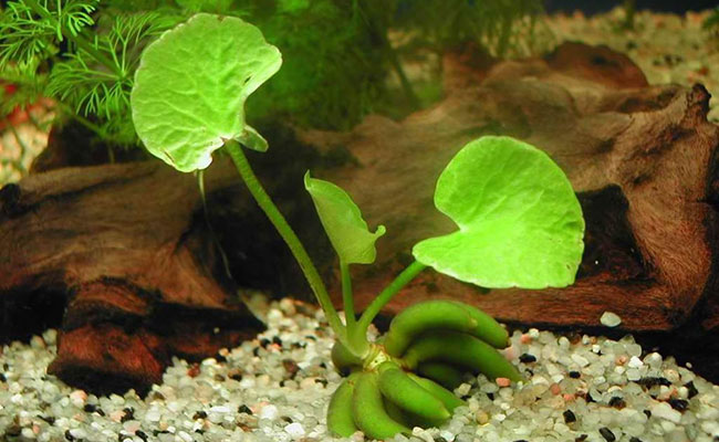 Nymphoides aquatica, the aquarium banana plant