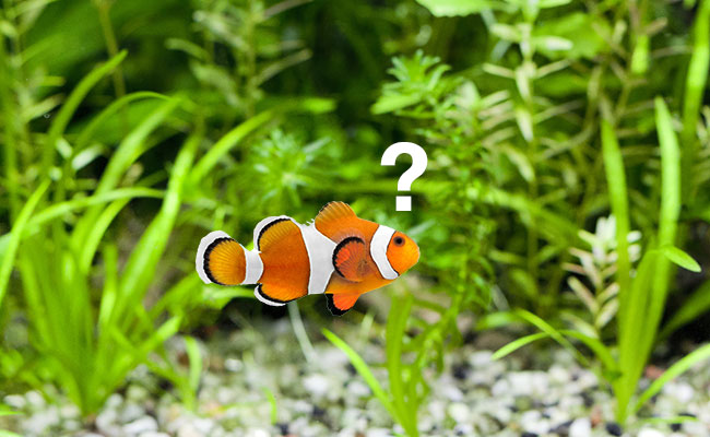 11 Reasons Why Your Fish Keep Dying