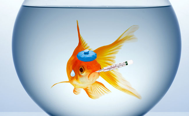 Sick goldfish in fish bowl with thermometer and ice pack - importance of Aquarium Temperature