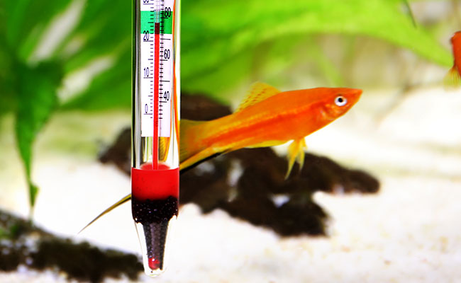 Aquarium fish next to thermometer with perfect temperature range