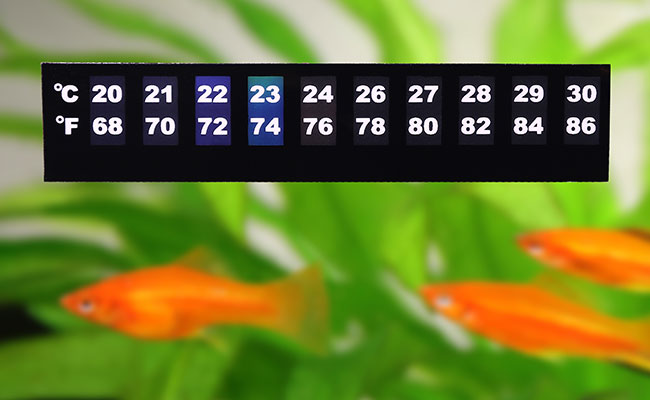 Tropical Fish Temperature Chart