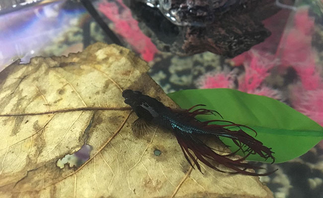 Betta fish choosing Indian almond leaf over a hammock to sleep on