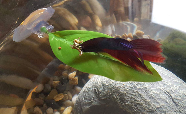 Betta fish eating food while resting on his leaf