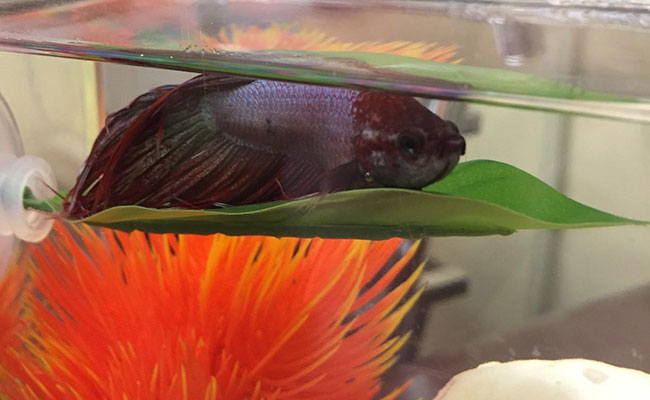 Betta fish resting on his leaf shaped hammock at the top of his aquarium