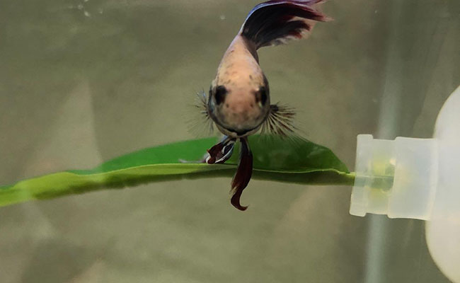 Betta looking out front of aquarium while sitting on hammock