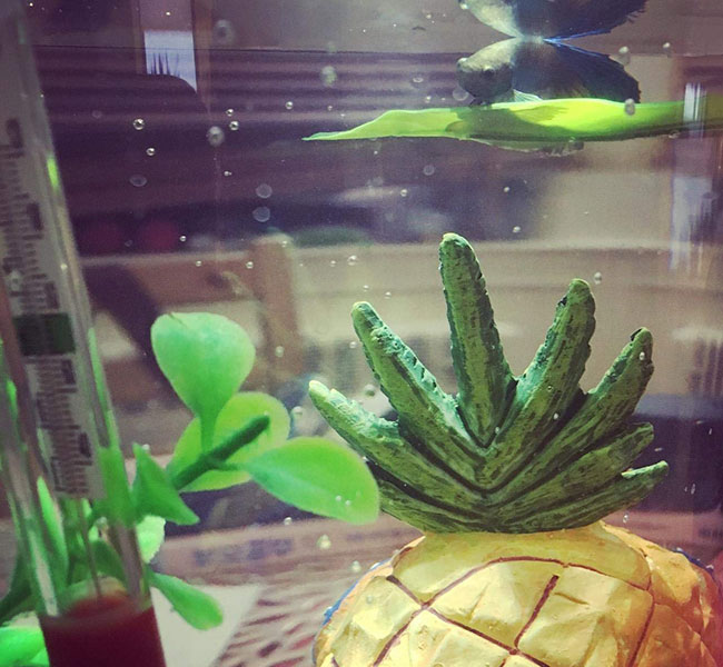 Betta on leaf-style hammock above SpongeBob pineapple and next to aquarium thermometer