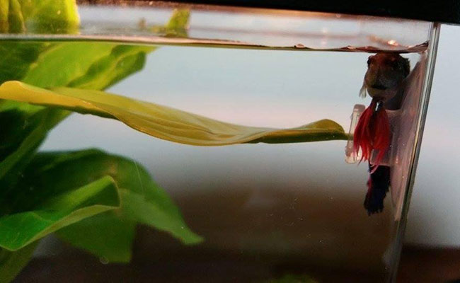 Betta resting on suction cup of hammock