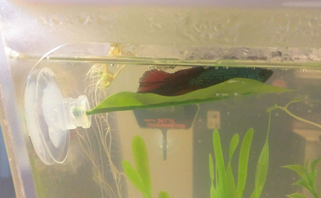 Betta sitting on hammock near surface of water gulping in mouthfuls of air