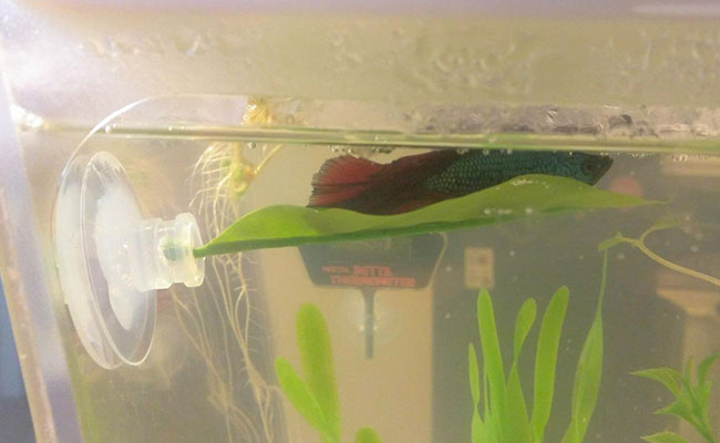 Fish 2024 leaf hammock