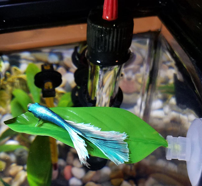 Create a comfy bed for your betta with a hammock!
