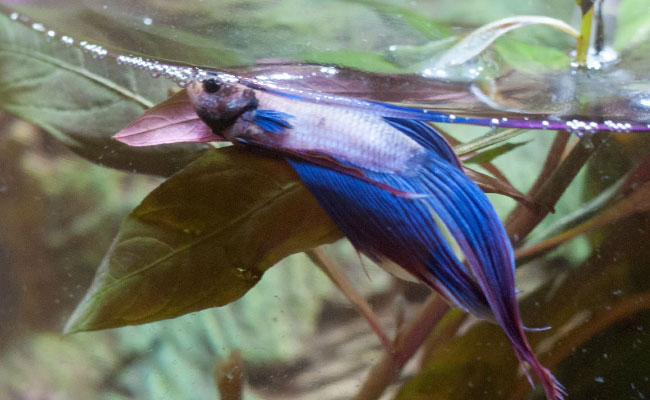 Betta sleeping on leaf of plant