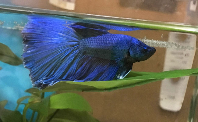 Blue betta fish resting on leaf-style hammock near surface of fish tank