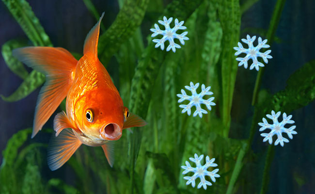 Snowflakes in aquarium with fish because temperature is too cold