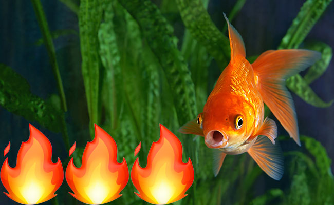 Fire in aquarium with fish because aquarium temperature is too hot