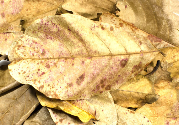 A pile of dried indian almond leaves ready for aquarium use