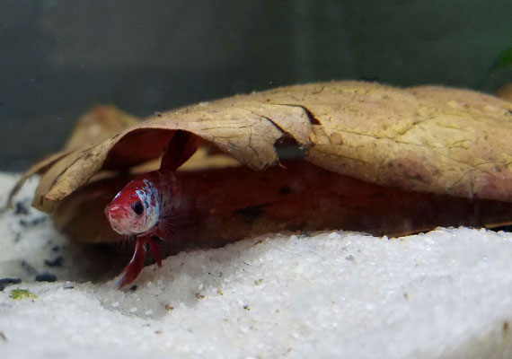Betta hiding beneath Indian almond leaf at bottom of aquarium