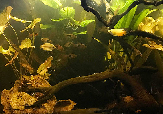 Blackwater aquarium with yellow water tinted by Indian almond leaves