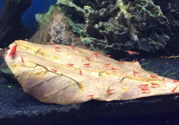 Red cherry shrimp swarming over Indian almond leaf at bottom of aquarium