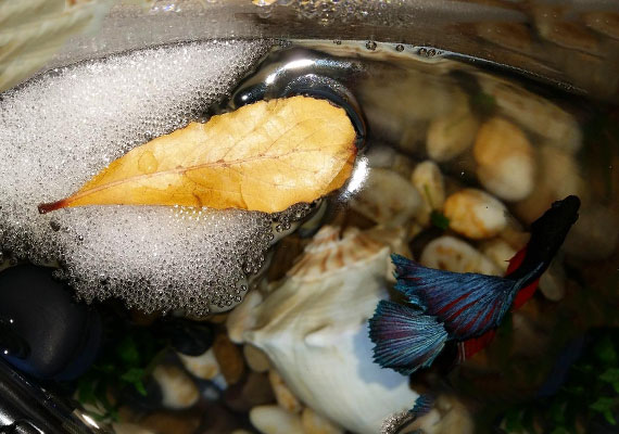 Betta making bubble nest underneath Indian almond leaf that is floating on surface of aquarium