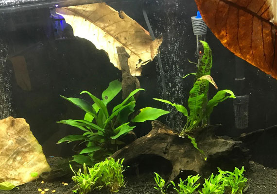 Three Indian almond leaves sitting under water in aquarium improving water quality